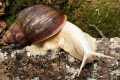 Archachatina puylaerti albino body adult